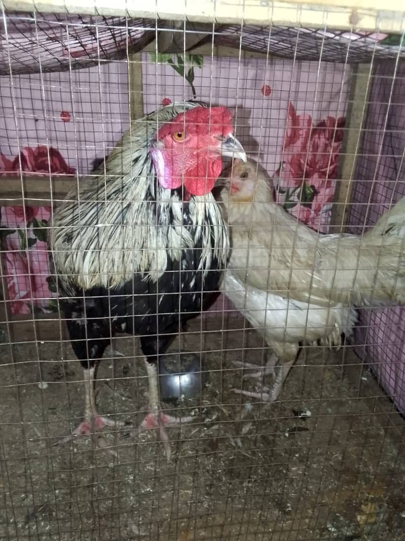 1cock  age 1year+1hen6 months 1