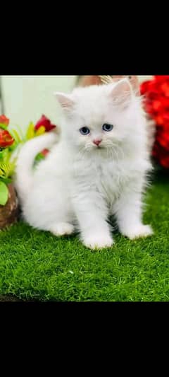 Persian kittens for sale Only contact whatup number 03292458497