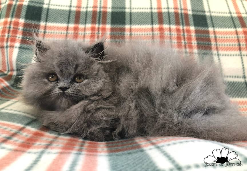 PURE PERSIAN HEALTHY KITTENS TRIPLE COATED(CASH ON DELIVERY) 1