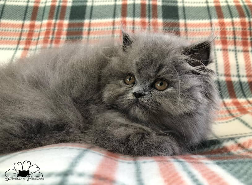 PURE PERSIAN HEALTHY KITTENS TRIPLE COATED(CASH ON DELIVERY) 2