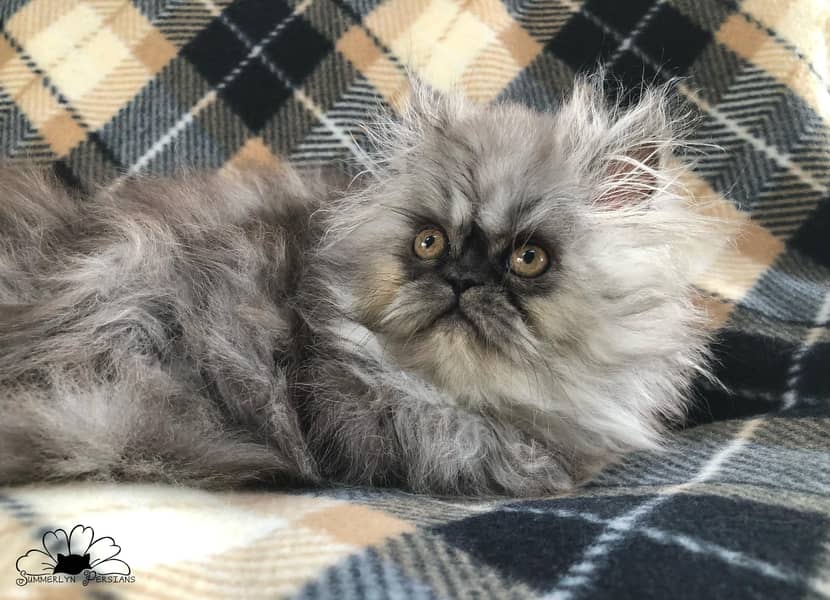 PURE PERSIAN HEALTHY KITTENS TRIPLE COATED(CASH ON DELIVERY) 4