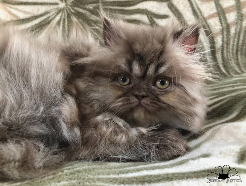 PURE PERSIAN HEALTHY KITTENS TRIPLE COATED(CASH ON DELIVERY) 5