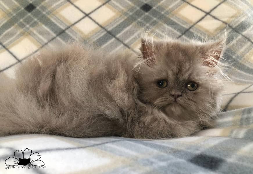 PURE PERSIAN HEALTHY KITTENS TRIPLE COATED(CASH ON DELIVERY) 6