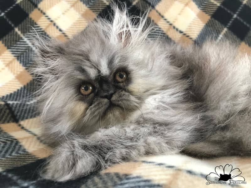 PURE PERSIAN HEALTHY KITTENS TRIPLE COATED(CASH ON DELIVERY) 7