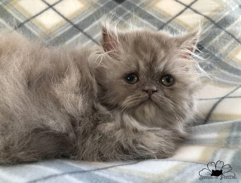 PURE PERSIAN HEALTHY KITTENS TRIPLE COATED(CASH ON DELIVERY) 8