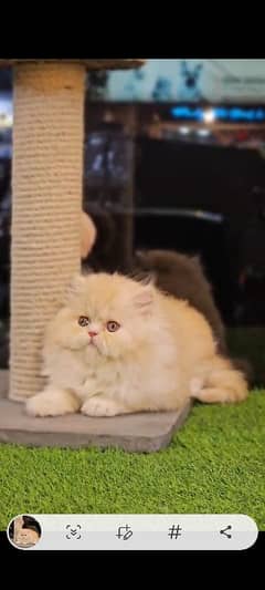 Persian kitten-Male Punch face