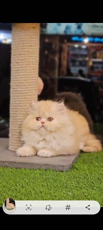 Persian kitten-Male Punch face 1