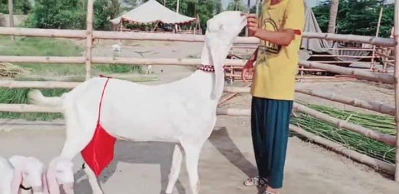 gulabi Bakri 2 Bacchon Ke Sath For Sale WhatsApp on 0313,4935,145 0