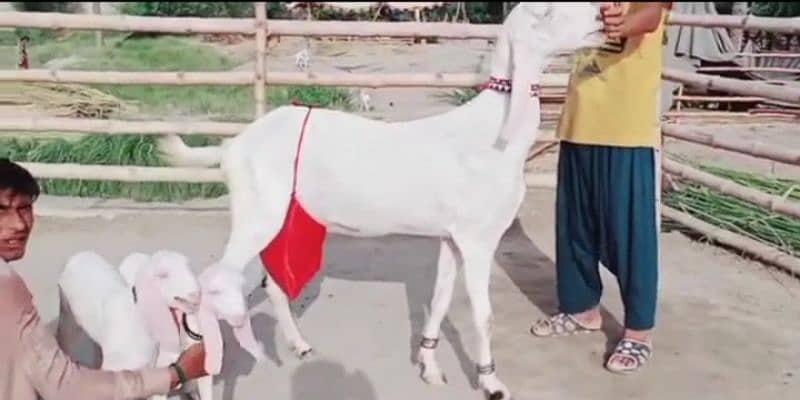 gulabi Bakri 2 Bacchon Ke Sath For Sale WhatsApp on 0313,4935,145 2