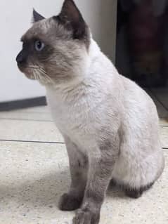 best cat breed siamese cat