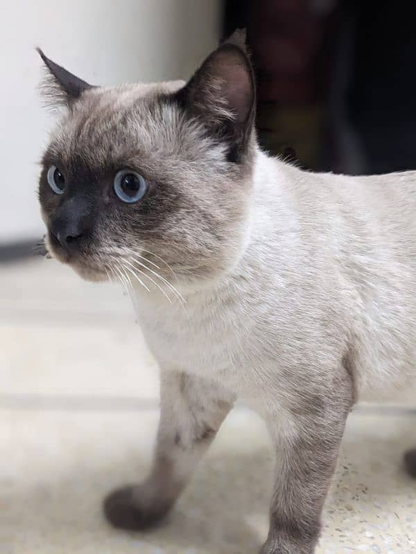 best cat breed siamese cat 2