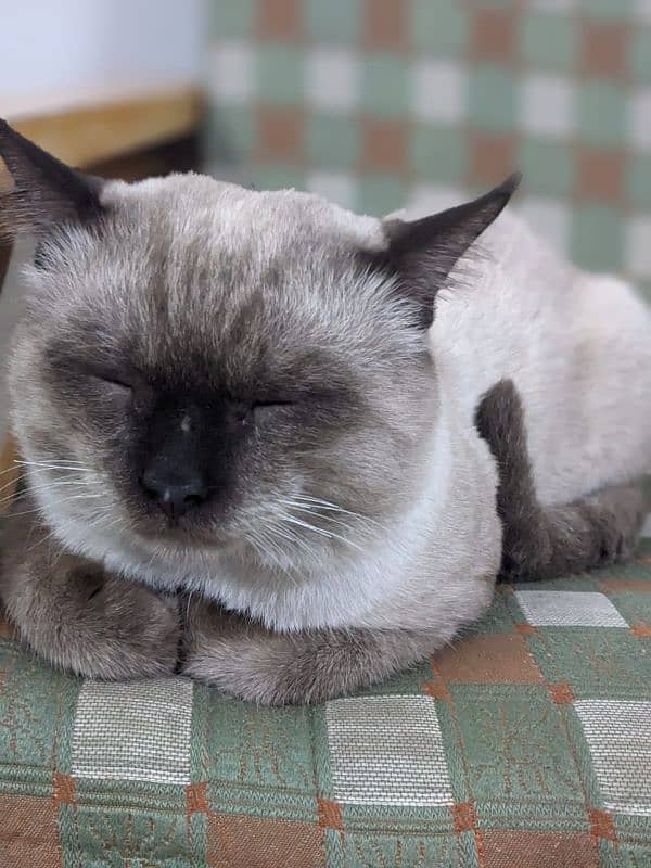 best cat breed siamese cat 3