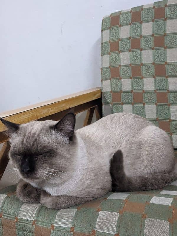 best cat breed siamese cat 4