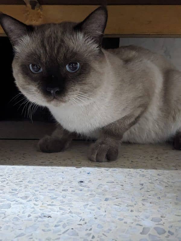 best cat breed siamese cat 5