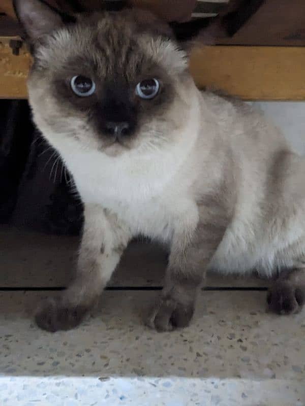 best cat breed siamese cat 6