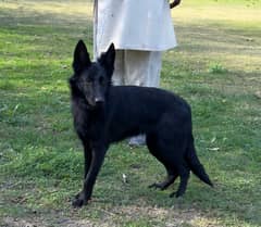 Black German shepherd females available for farm house's