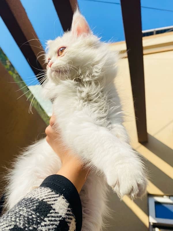 triple coat, blue eyes persian kitten 0