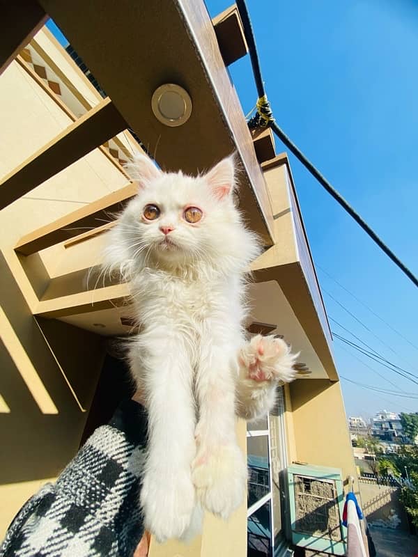 triple coat, blue eyes persian kitten 1