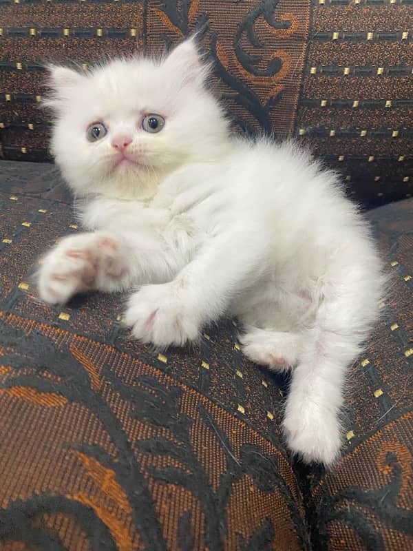 triple coat, blue eyes persian kitten 2