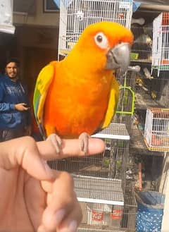 sunconure full taim