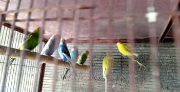 Budgie's