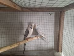 Budgies Parrots for sale with cage