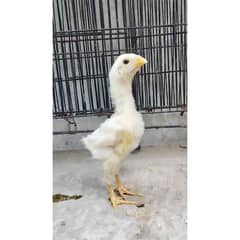 White O Shamo Chicks | King Shamo | Shamo Black | shamo | Aseel