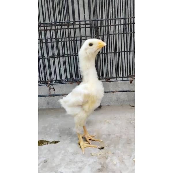 White O Shamo Chicks | King Shamo | Shamo Black | shamo | Aseel 0