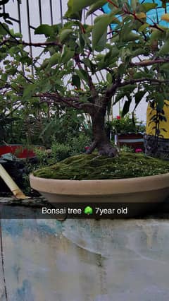 bonsai