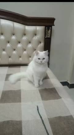 Persian cats available