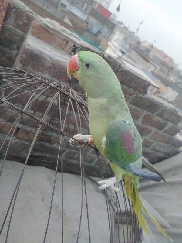 Raw Parrot 0