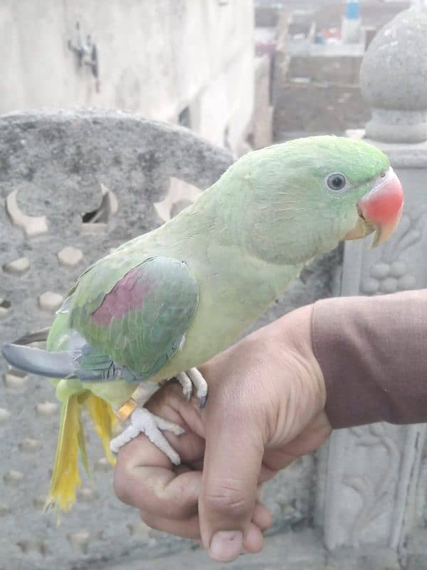 Raw Parrot 2