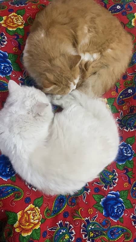 Adult Persian cat Pair of 1 year 4