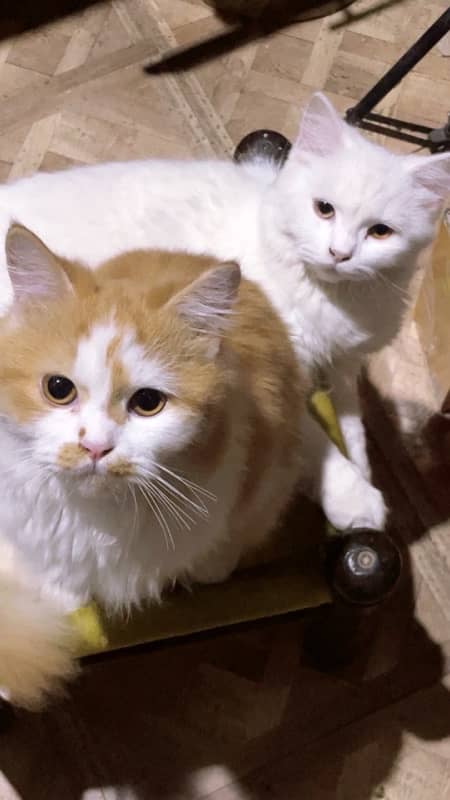 Adult Persian cat Pair of 1 year 5