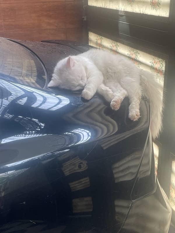 Adult Persian cat Pair of 1 year 6