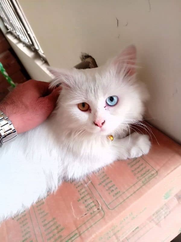 Persians Pure White Healthy Cat Odd Eyes 1