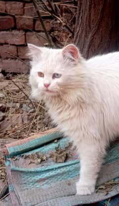 Persians Pure White Healthy Cat Odd Eyes