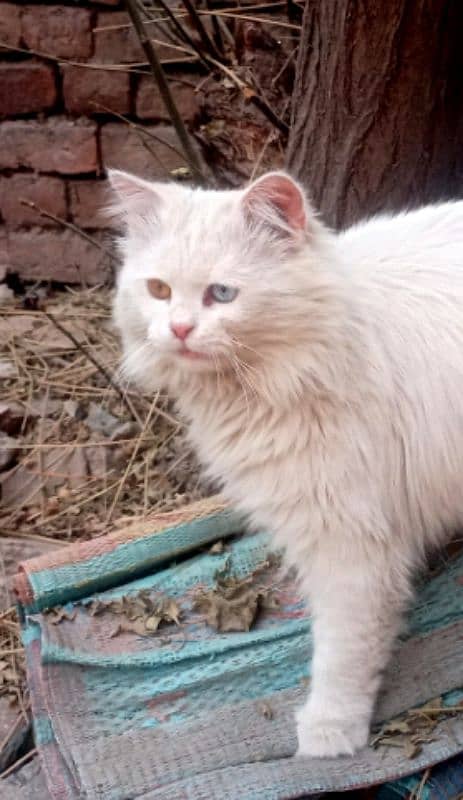 Persians Pure White Healthy Cat Odd Eyes 0