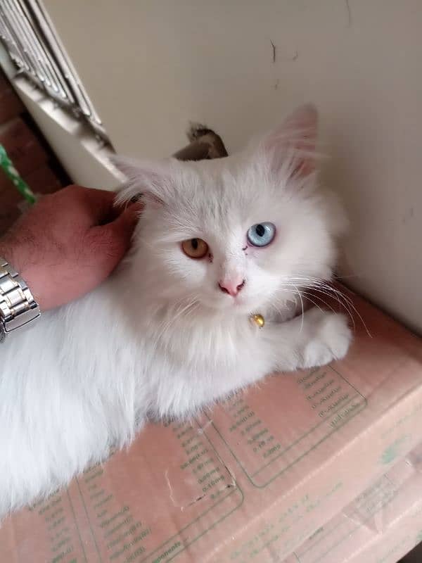 Persians Pure White Healthy Cat Odd Eyes 2