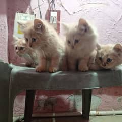 Persian Triple coated kittens  03153793456