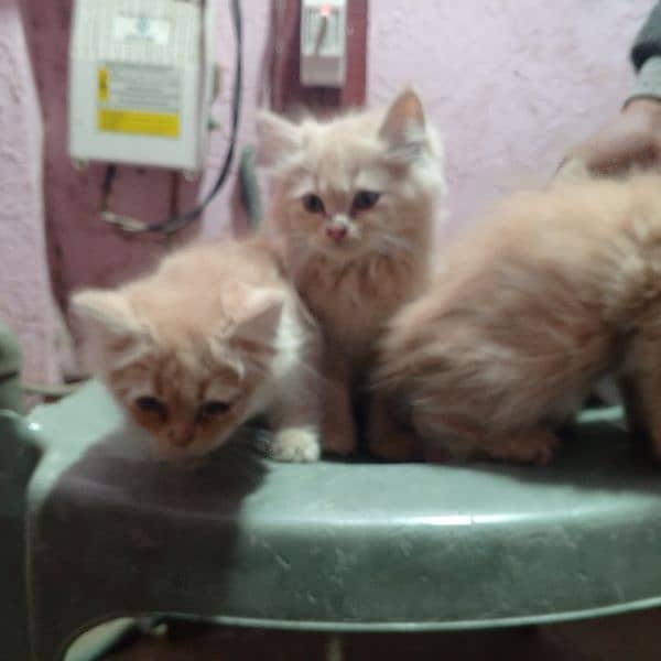 Persian Triple coated kittens  03153793456 1