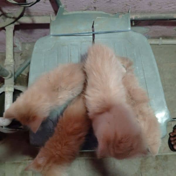 Persian Triple coated kittens  03153793456 3