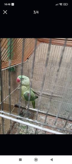 Raw parrot female for sale