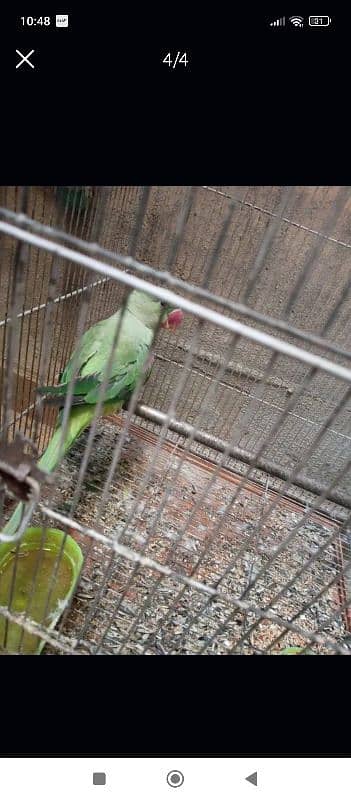 Raw parrot female for sale 1