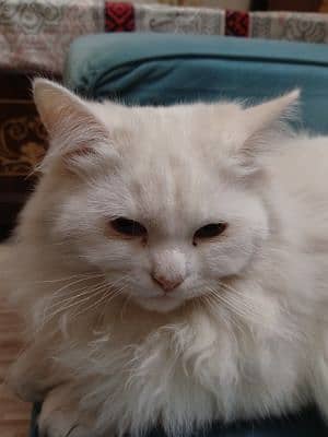 Hasan