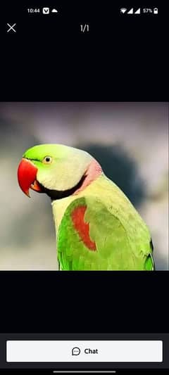 raw parrot for sale only WhatsApp number