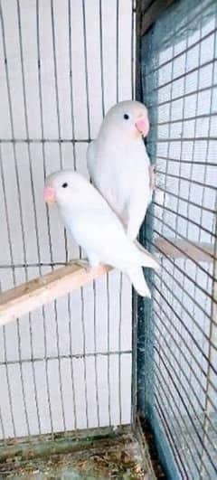 Lovebird