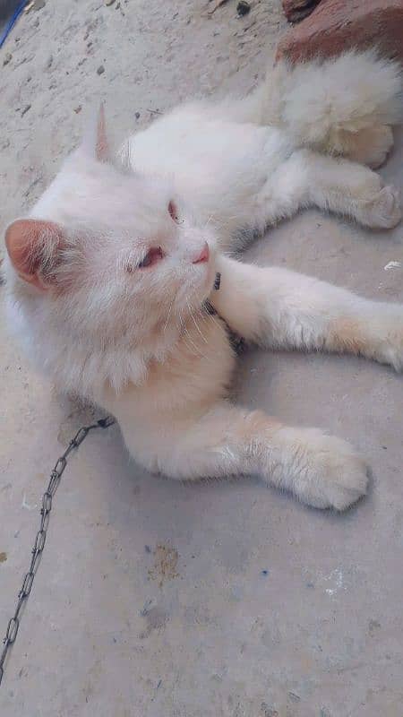 double eye cat (yellow and sky blue) available for sale 0