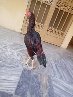 aseel parrot patha