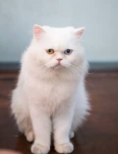 persian cat double eyes double cort colour full white